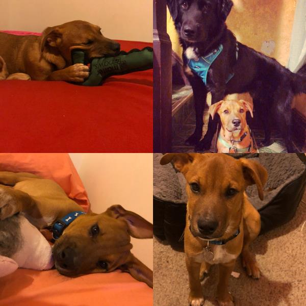 /Images/uploads/Minnesota Spay Neuter Assistance Program/MNSNAP/entries/9454thumb.jpg